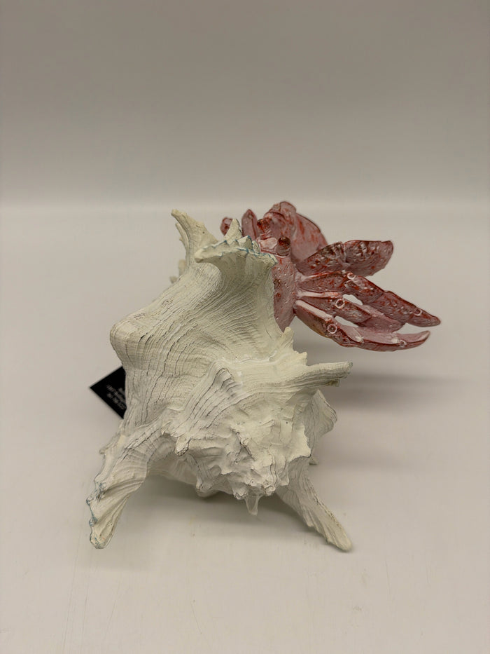 LARGE RED HERMIT CRAB WHITE SHELL
