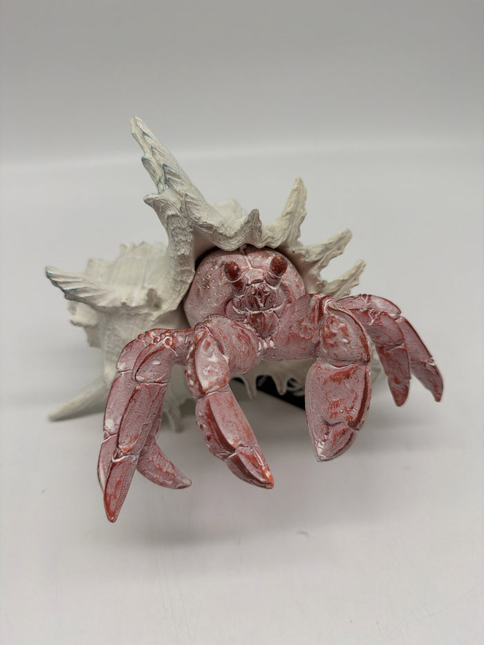 LARGE RED HERMIT CRAB WHITE SHELL