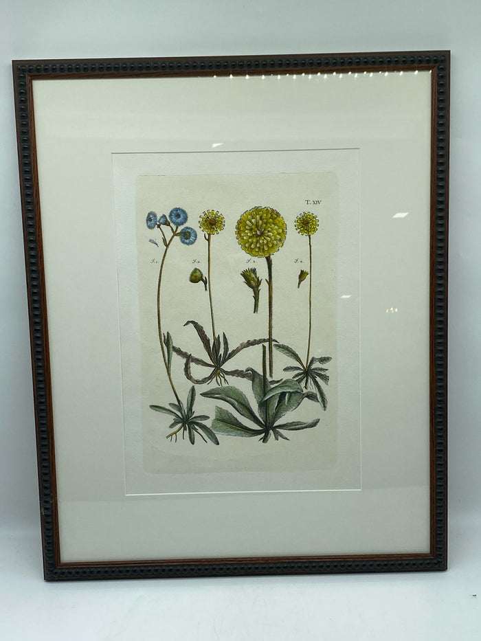 PRINT BOTANICAL BILLY  BUTTONS BLUE AND YELLOW