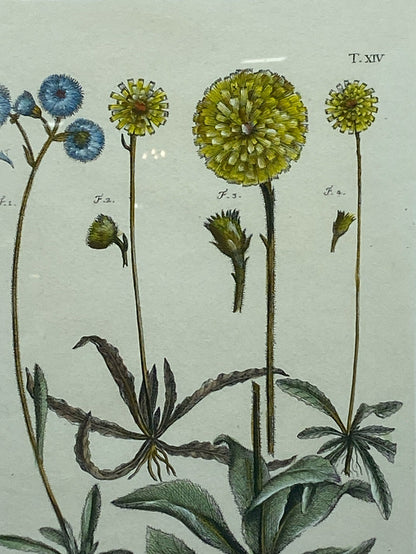 PRINT BOTANICAL BILLY  BUTTONS BLUE AND YELLOW