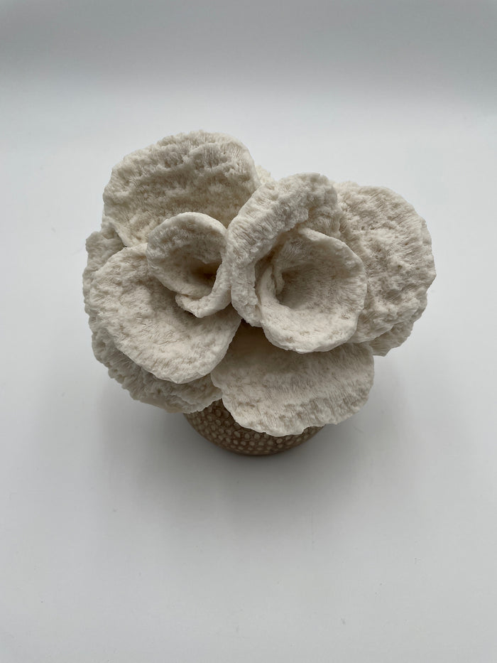 WHITE CORAL FLOWER ON COPPER BASE