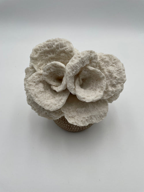 WHITE CORAL FLOWER ON COPPER BASE